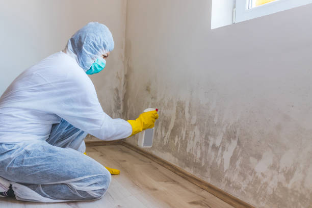 Licensed Mold Remediation service in Ijamsville, MD - WQB Mold Removal